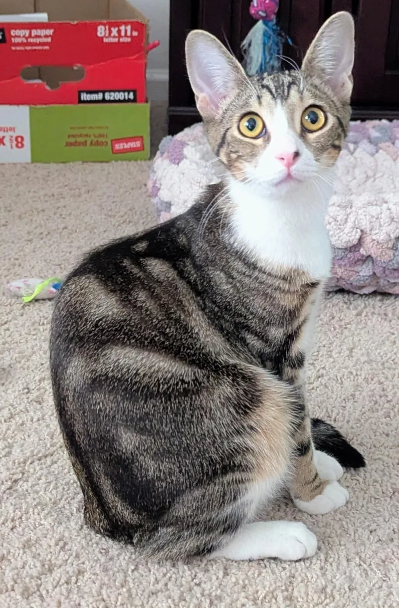 A baby medium-sized female Domestic Short Hair cat named Ruby for adoption in Phoenix, AZ