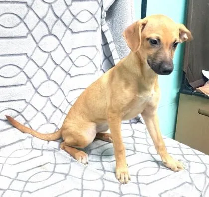 A baby medium-sized female Miniature Pinscher dog named Sasha for adoption in Elmira, NY