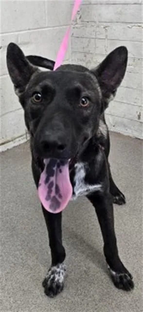 A young small-sized male German Shepherd Dog dog named Jorge for adoption in San Bernardino, CA