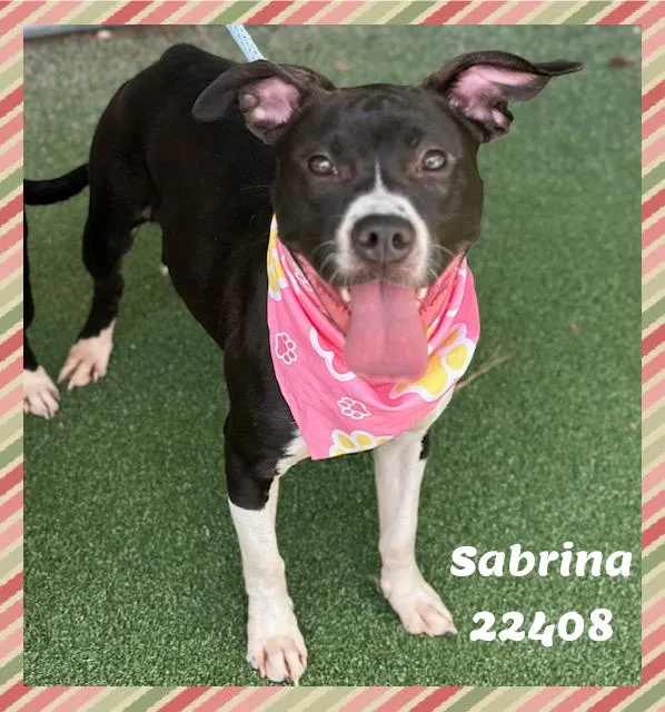 A young medium-sized female Black Pit Bull Terrier dog named SABRINA see also MIRA for adoption in Marietta, GA