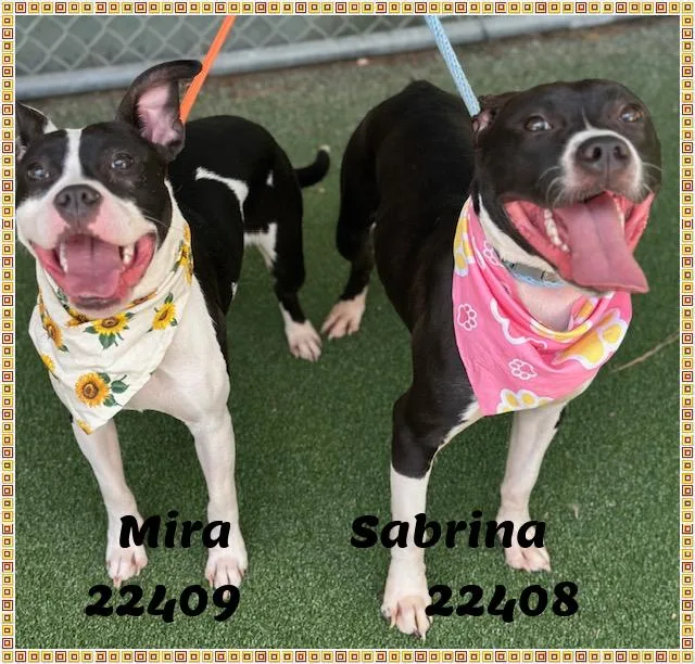 SABRINA see also MIRA thumbnail 3