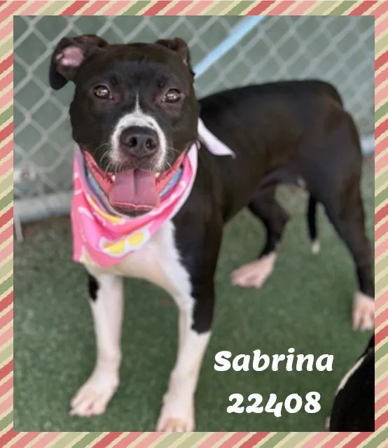SABRINA see also MIRA thumbnail 4