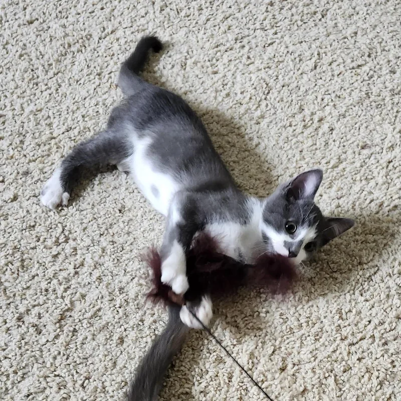 A baby small-sized female Gray / Blue / Silver Domestic Short Hair cat named Sassy Vaughan C for adoption in Minnetonka, MN