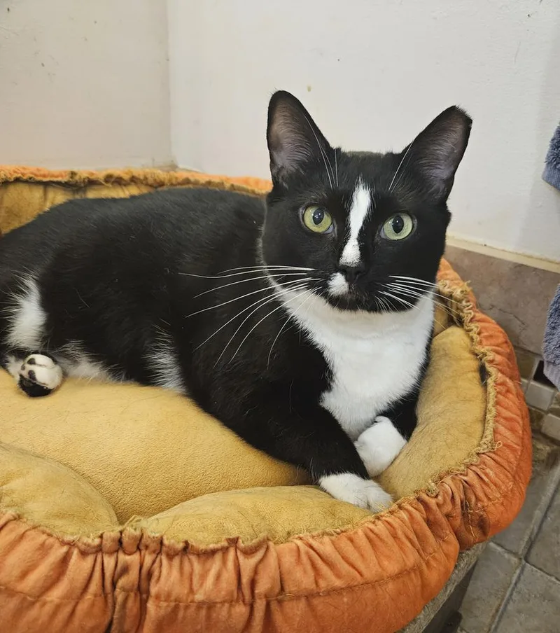 An adult large-sized male Black & White / Tuxedo Domestic Short Hair cat named Zippy for adoption in Greensboro, NC