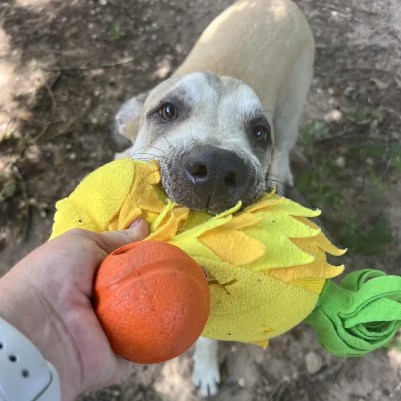 A baby large-sized male Yellow / Tan / Blond / Fawn Labrador Retriever dog named Goober for adoption in Spring, TX