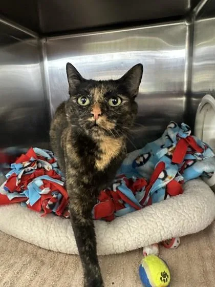 An adult medium-sized female Domestic Short Hair cat named Brandi for adoption in Manitowoc, WI
