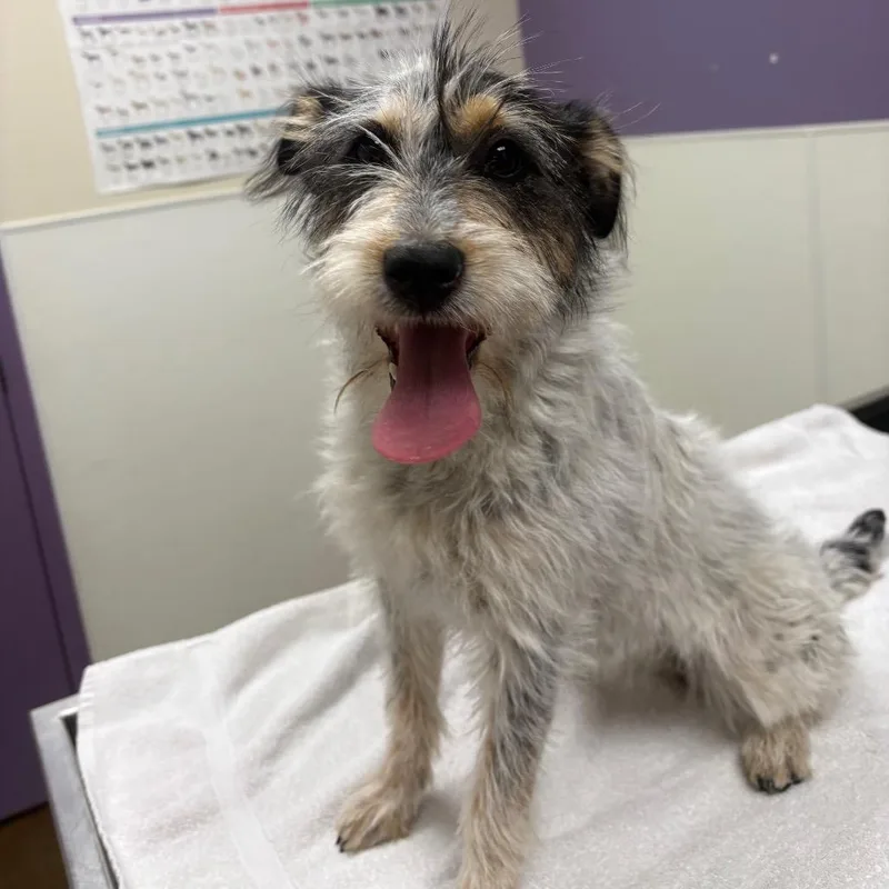 Stray Hold  Lita thumbnail 3