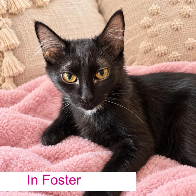 A young small-sized female Domestic Medium Hair cat named Wednesday for adoption in Chapel Hill, NC