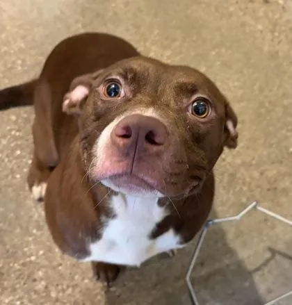 A young medium-sized female Brown / Chocolate Pit Bull Terrier dog named Hathor for adoption in Cleveland, OH