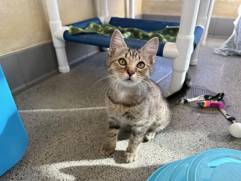 A baby medium-sized male Tabby (Buff / Tan / Fawn) Domestic Short Hair cat named Zoltan for adoption in Berkeley, CA