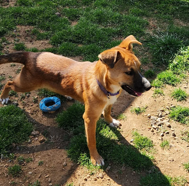 A young medium-sized female Shepherd dog named Aspen for adoption in Siloam Springs, AR