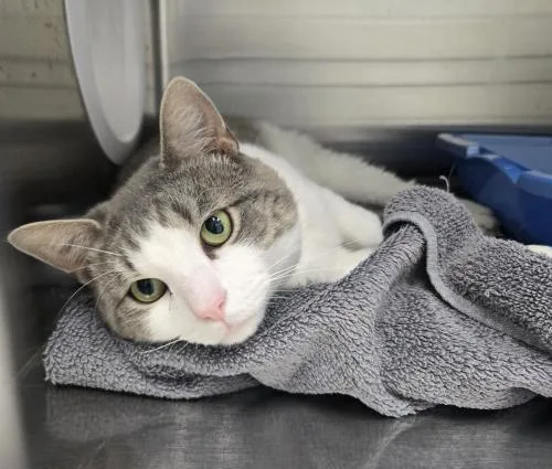 An adult large-sized male Domestic Short Hair cat named Gibby for adoption in Webster, MA