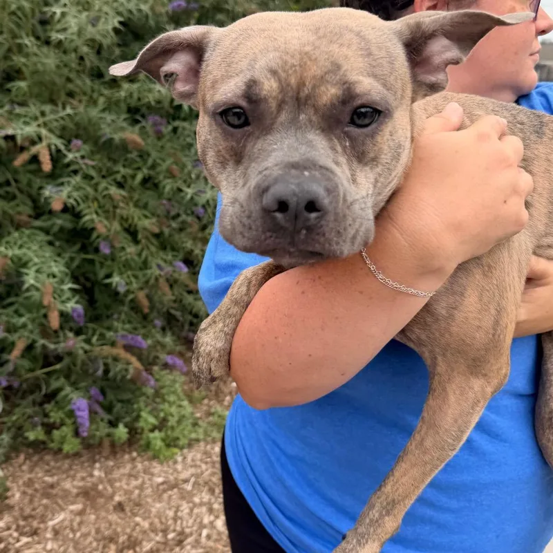 An adult medium-sized female Brindle Mixed Breed dog named Twinkle Toes for adoption in Philadelphia, PA