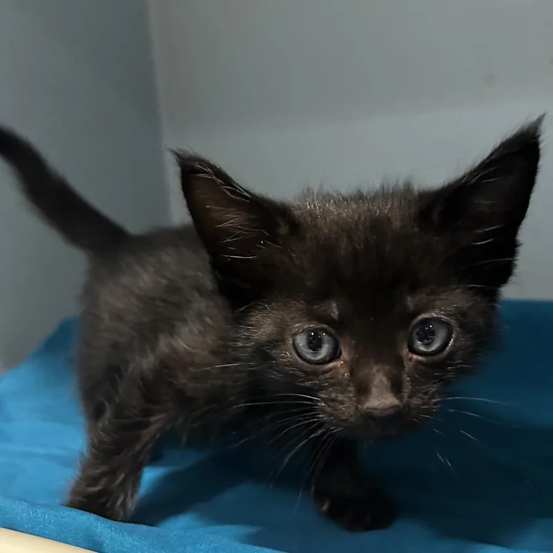 A baby small-sized male Black Domestic Short Hair cat named Tokyo for adoption in Chattanooga, TN