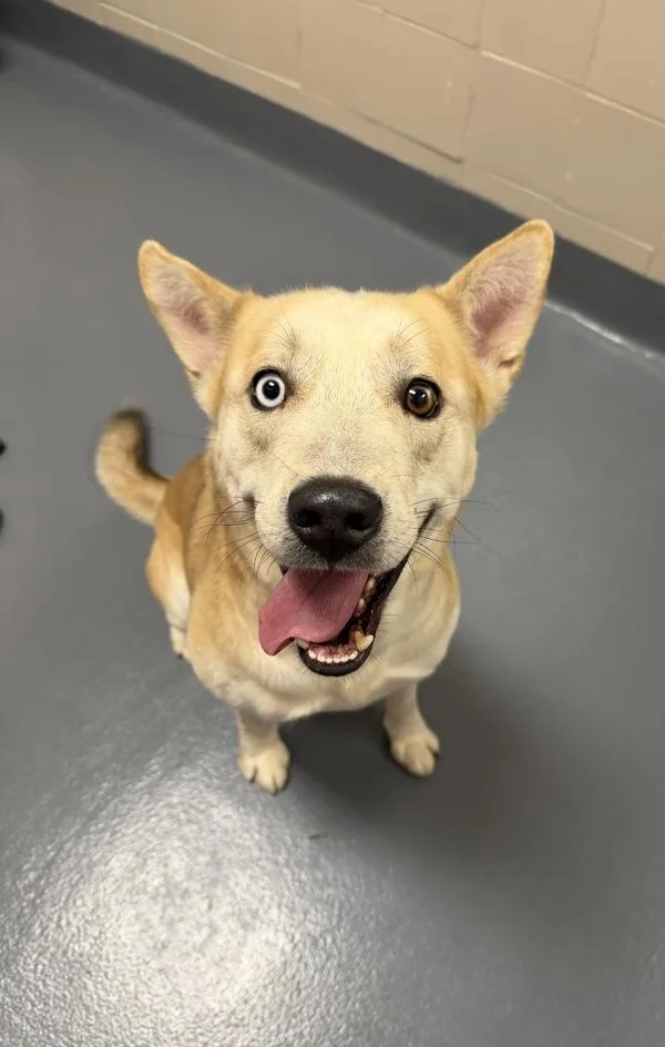 An adult medium-sized male Siberian Husky dog named Carl Dean for adoption in Canton, GA
