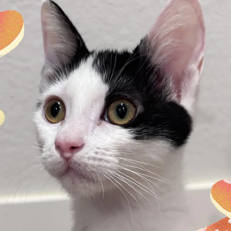 A baby medium-sized female Black Domestic Short Hair cat named Shiitake for adoption in San Diego, CA