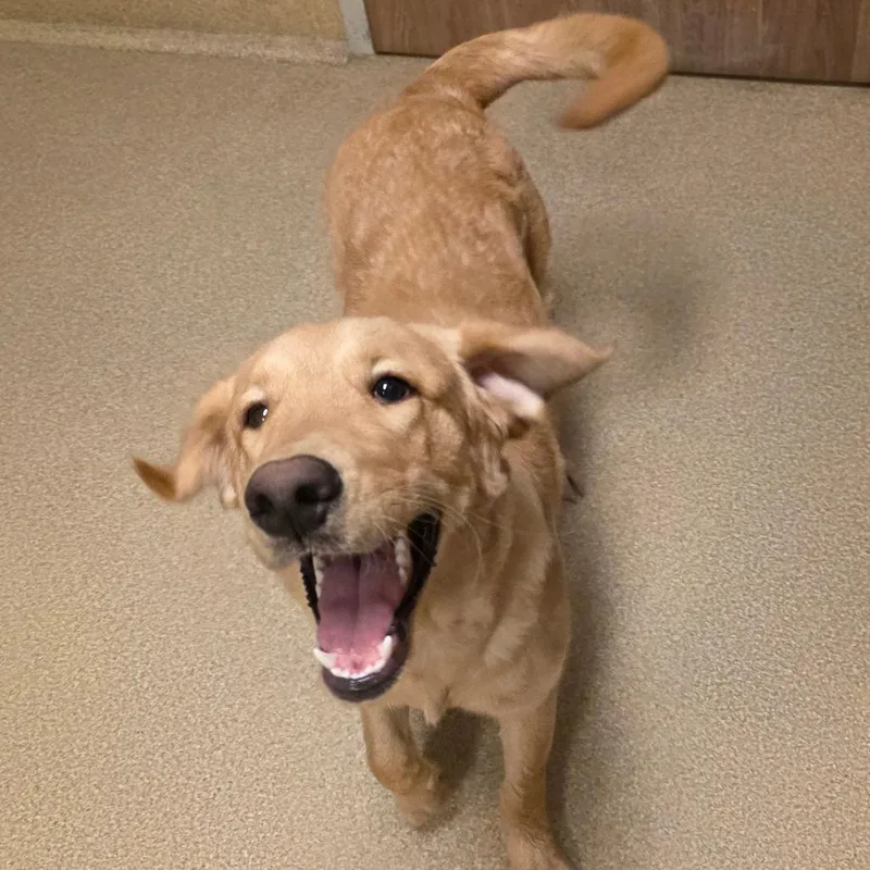 An adult large-sized male Yellow / Tan / Blond / Fawn Retriever dog named Star Lord for adoption in Northbrook, IL