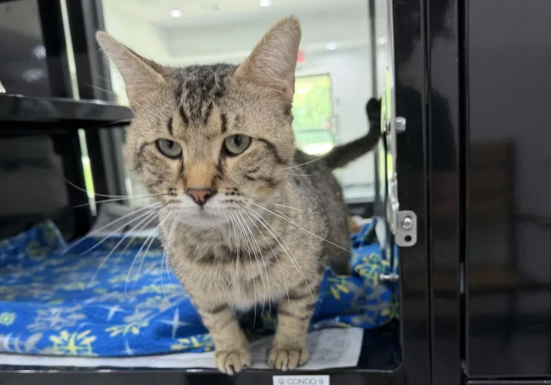 An adult medium-sized male Tabby (Brown / Chocolate) Domestic Short Hair cat named Elfo for adoption in Sherman, TX