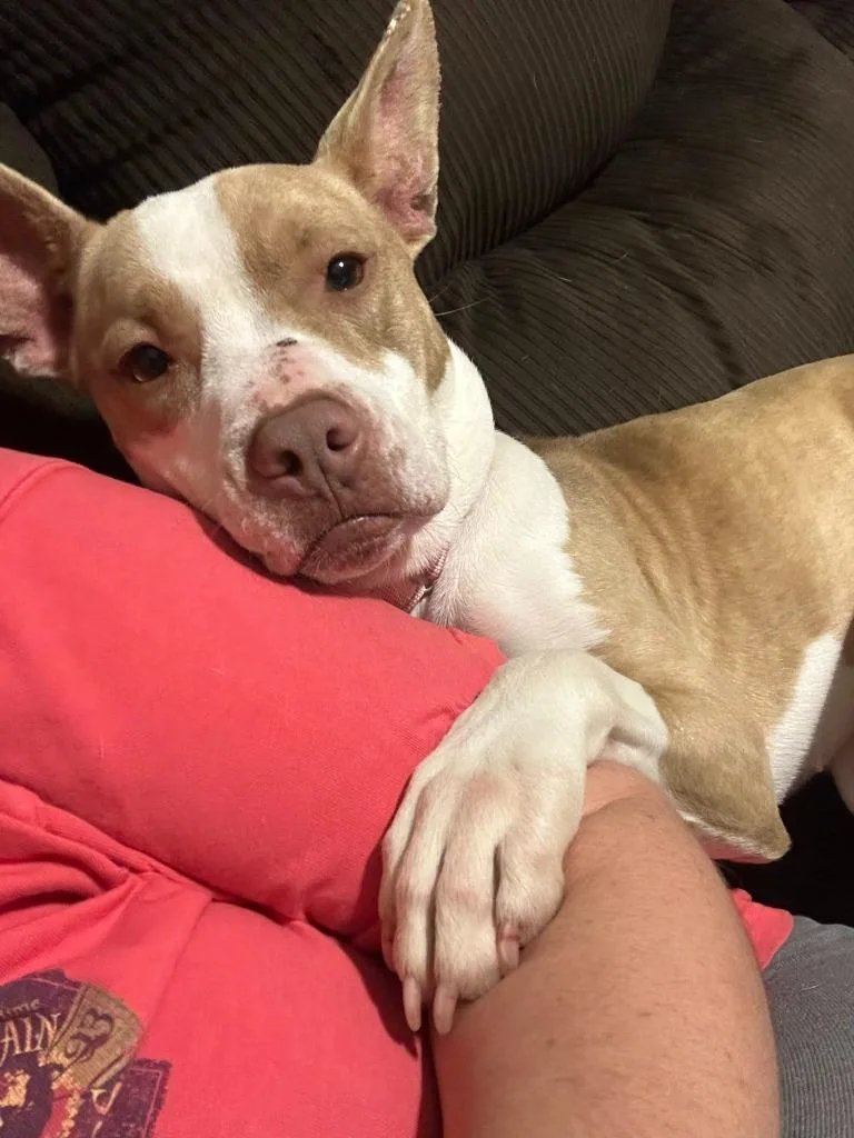 A young medium-sized female Cattle Dog dog named Kenzie for adoption in Hartsville, SC