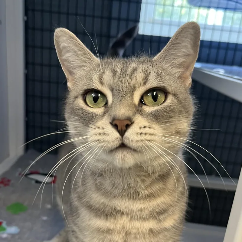 An adult large-sized female Gray / Blue / Silver Domestic Short Hair cat named Posey for adoption in Fredericksburg, VA