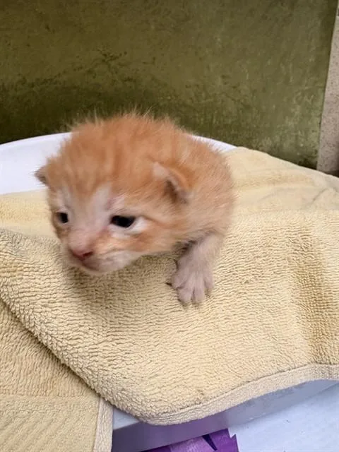 A baby small-sized male Domestic Short Hair cat named Spike for adoption in Riverside, CA