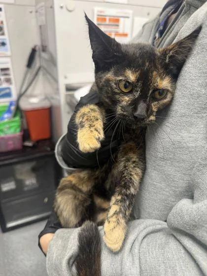 A baby small-sized female Domestic Short Hair cat named Markie for adoption in Sevierville, TN