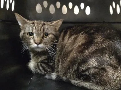 An adult medium-sized female Domestic Short Hair cat named Pegmatite for adoption in Westland, MI