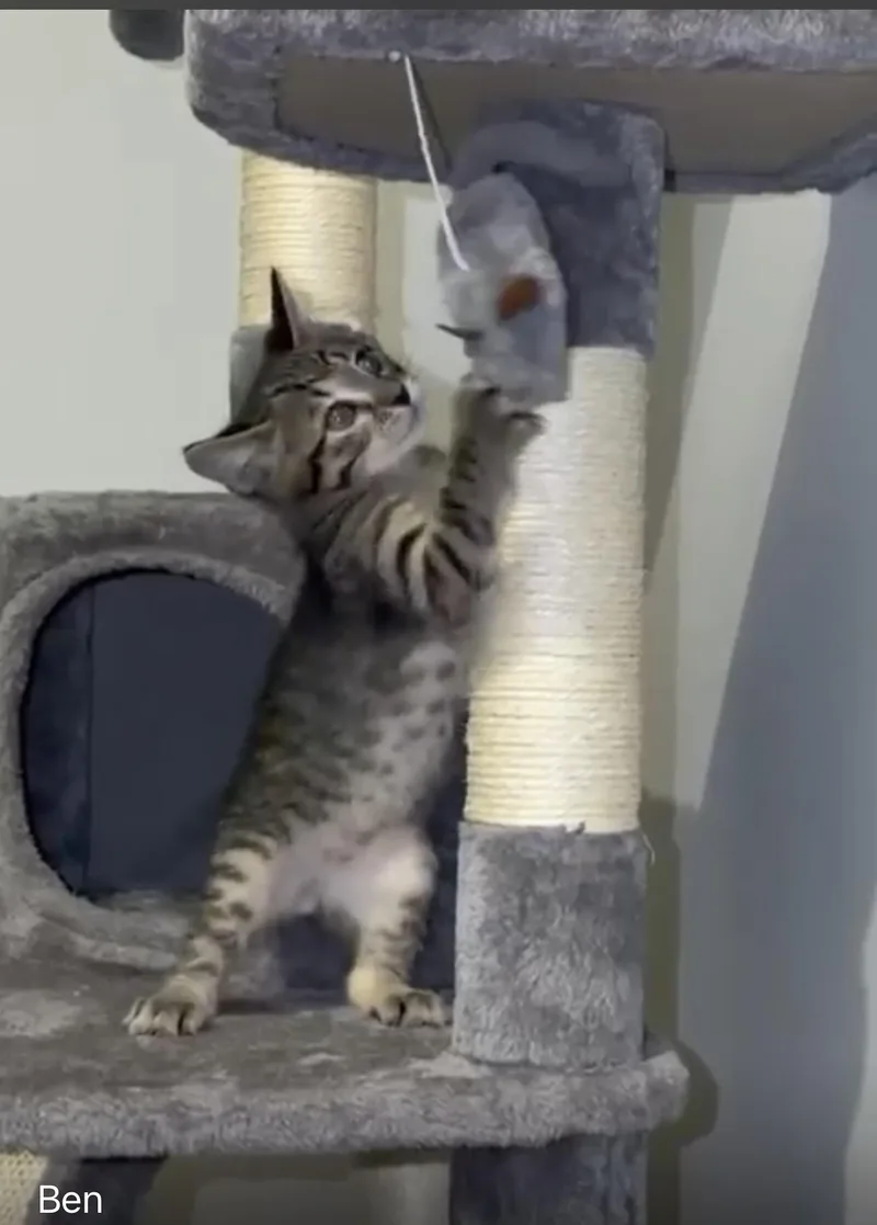 A baby small-sized male Domestic Short Hair cat named Ben for adoption in Hurricane, UT