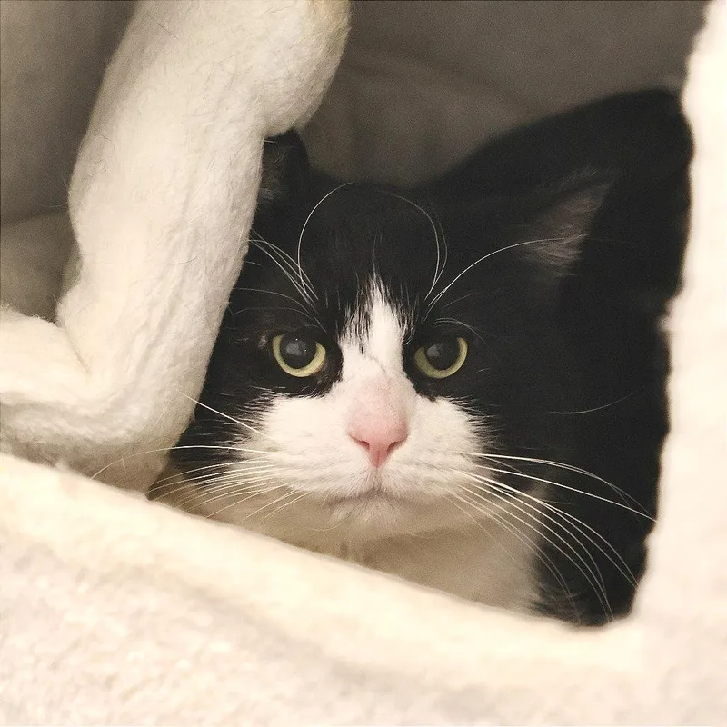 An adult small-sized male Black Domestic Short Hair cat named Cash for adoption in Briarcliff Manor, NY