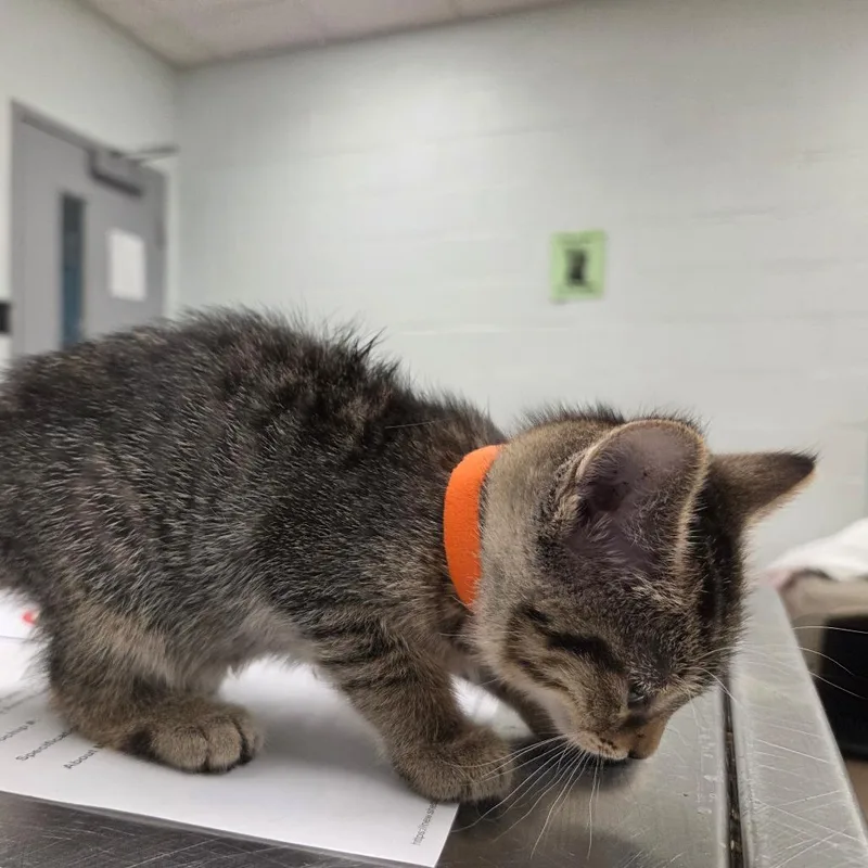 A baby small-sized female Brown / Chocolate Domestic Short Hair cat named Miney for adoption in Chattanooga, TN
