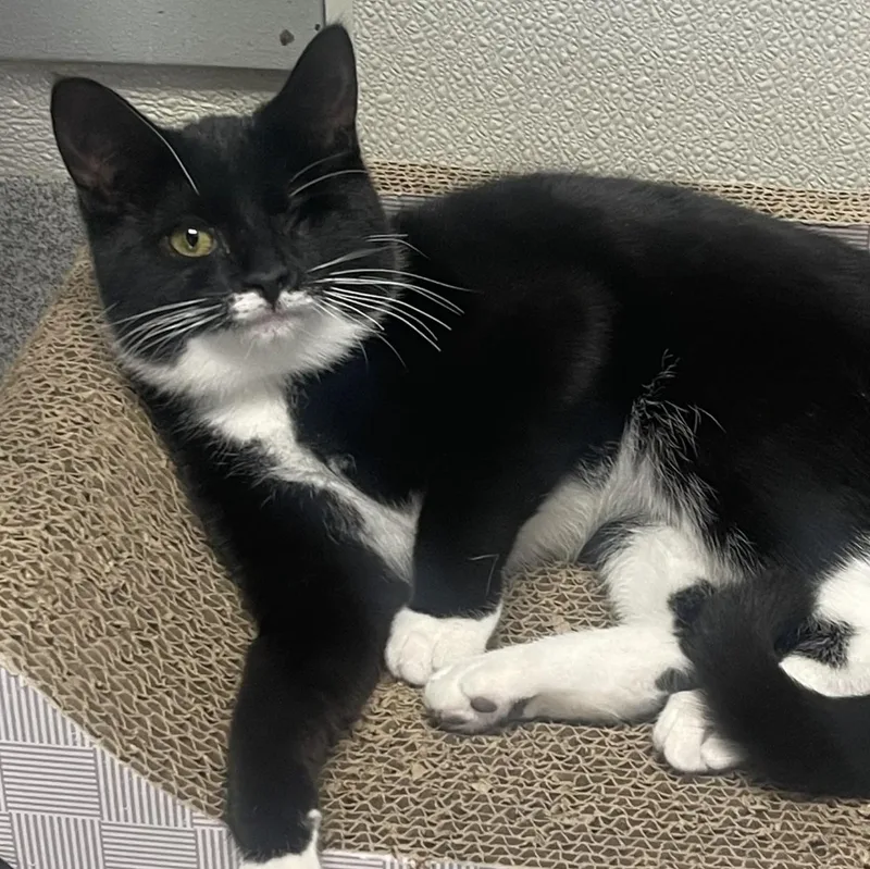 A baby medium-sized female Black Domestic Short Hair cat named Tweet for adoption in New Philadelphia, OH