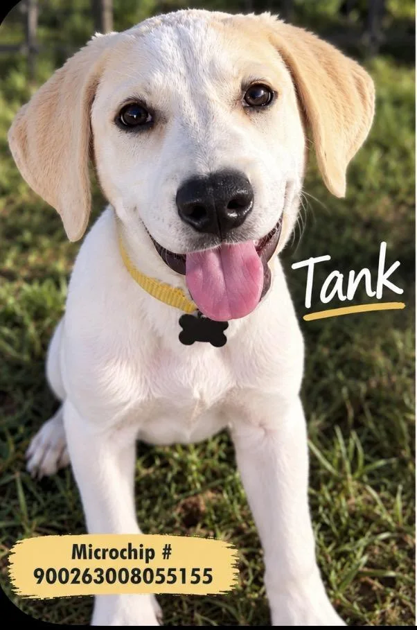 Tank