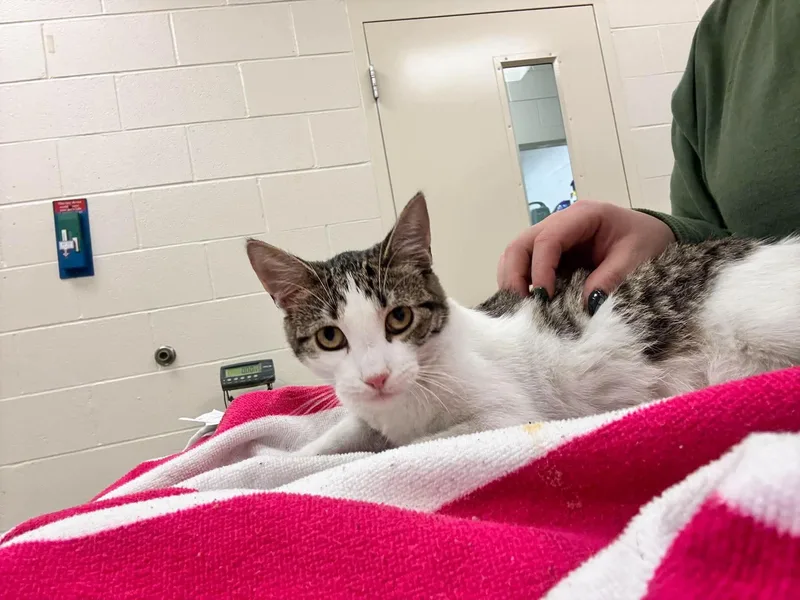 A young small-sized female Gray & White Domestic Short Hair cat named Shirley for adoption in Cicero, IL