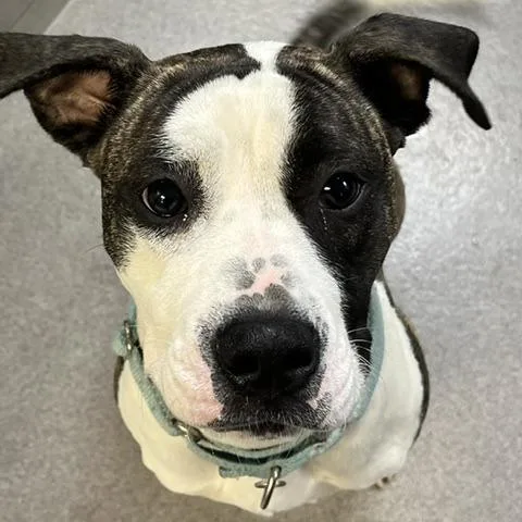 A young medium-sized female Brown / Chocolate Pit Bull Terrier dog named Zoey for adoption in Baltimore, MD