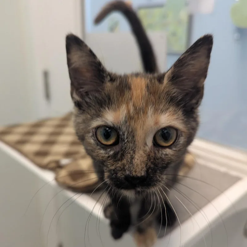 A baby small-sized female Brown / Chocolate Domestic Short Hair cat named Kylie Estevez for adoption in Winchester, TN