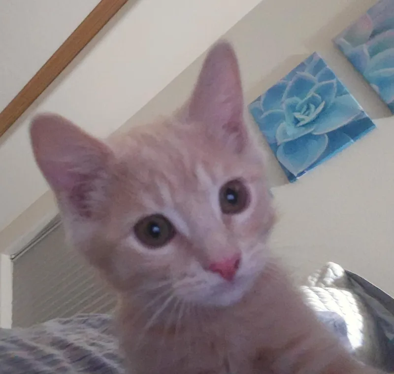 A baby medium-sized male Cream / Ivory Tabby cat named Gouda for adoption in Springfield, OR