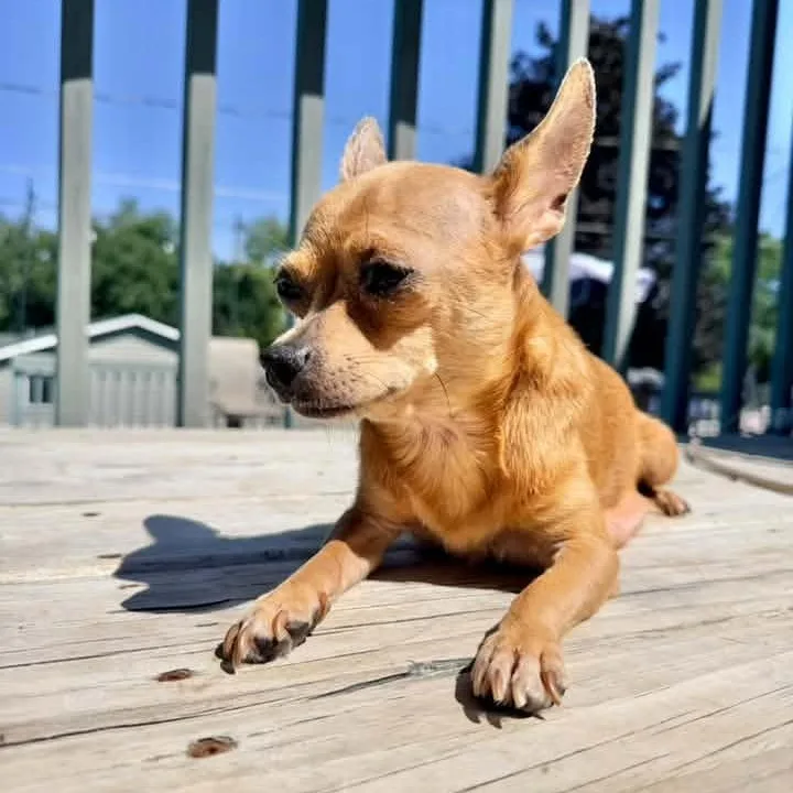 An adult small-sized female Chihuahua dog named Maria Reynolds for adoption in Racine, WI