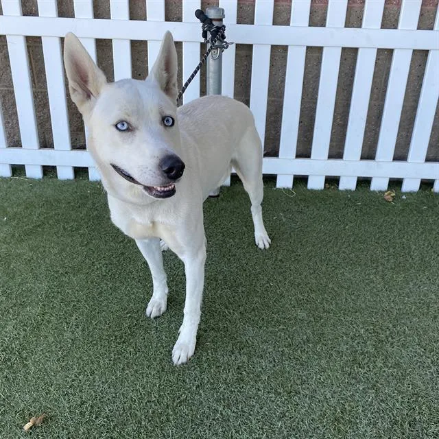 A young medium-sized male Siberian Husky dog named Charles for adoption in Modesto, CA