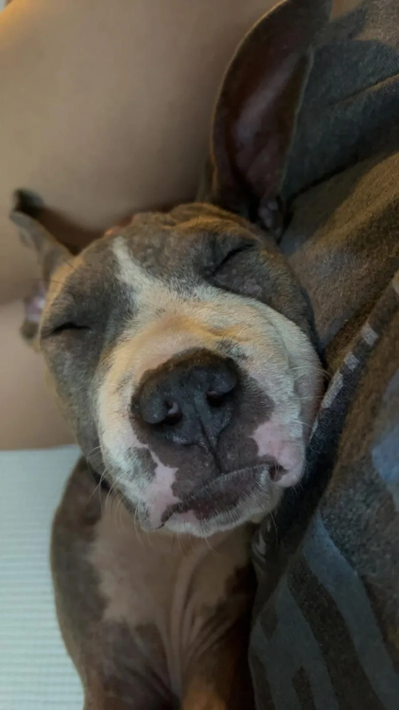 A baby medium-sized male Bicolor American Bully dog named Bob for adoption in Dallas, TX
