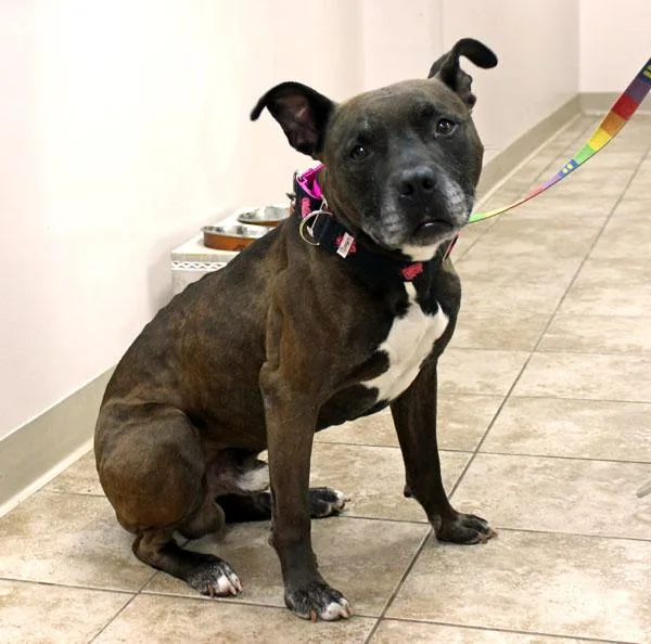 An adult large-sized male Brown / Chocolate Pit Bull Terrier dog named Grandpa Larry for adoption in Mansfield, MA