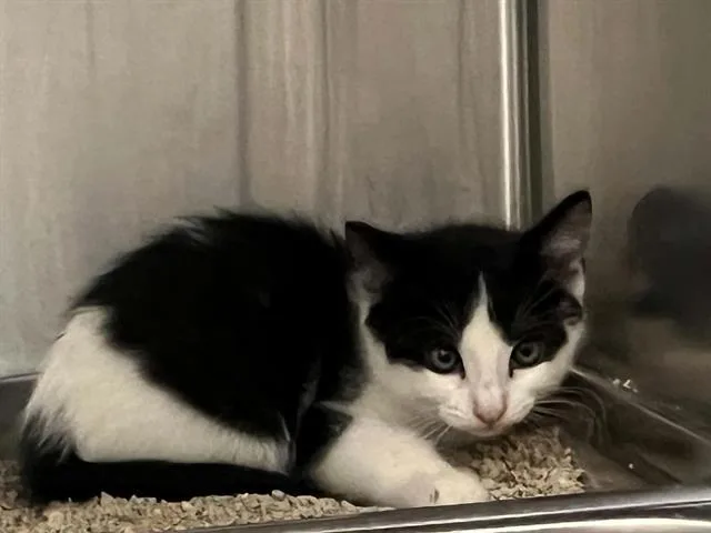 A baby small-sized male Domestic Short Hair cat named Hiccup for adoption in Tustin, CA