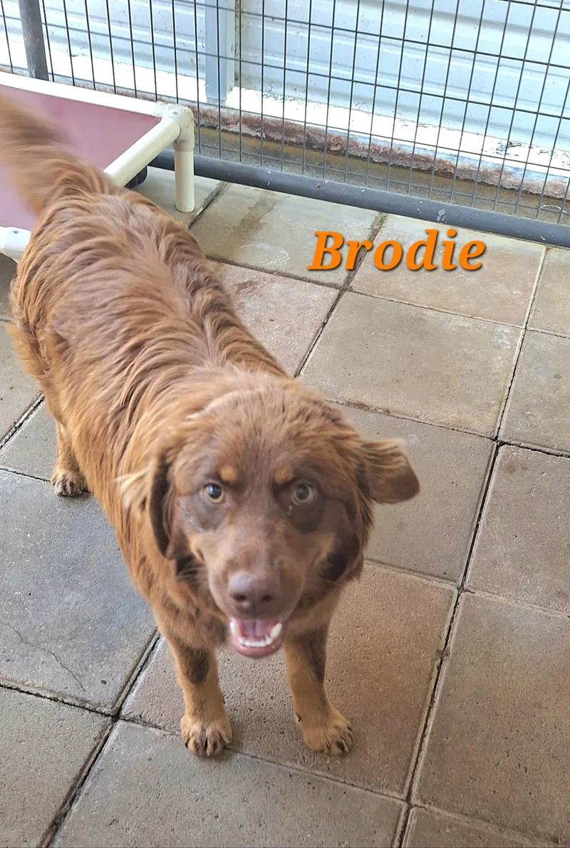 Brodie thumbnail 3