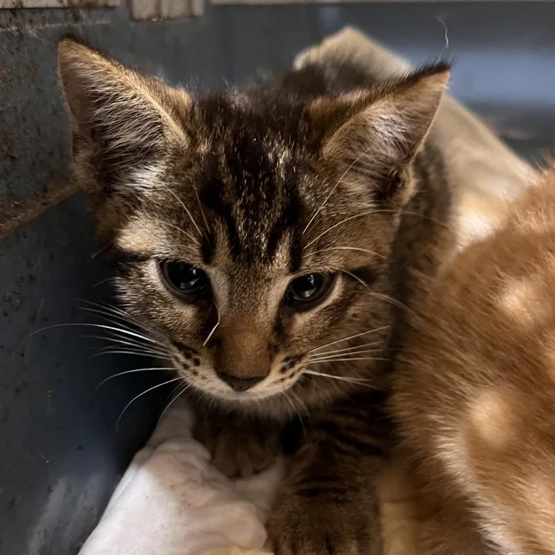 A baby small-sized male Gray / Blue / Silver Domestic Short Hair cat named Lewis for adoption in Tampa, FL