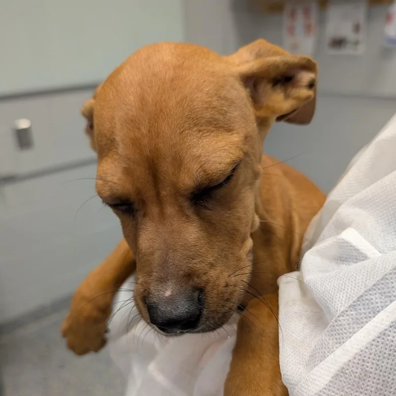 A baby small-sized male Mixed Breed dog named Spider for adoption in Greenville, SC