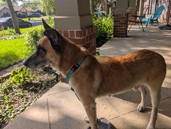 An adult large-sized male Mixed Breed dog named Tyson for adoption in Austin, TX
