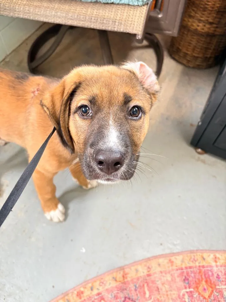 A baby large-sized male Mixed Breed dog named Chunk for adoption in Crandon, WI