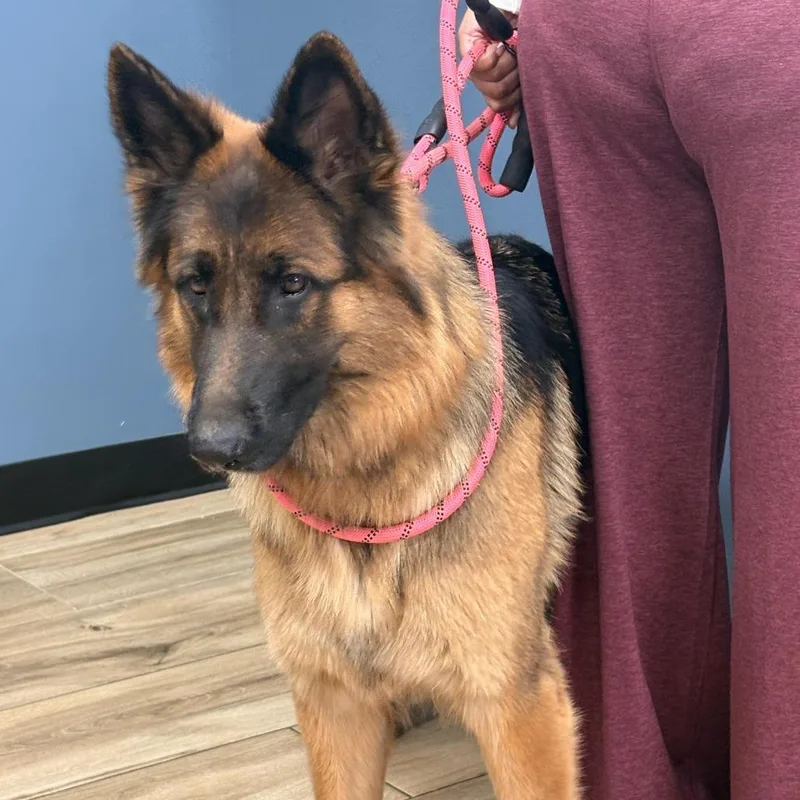 A young large-sized female German Shepherd Dog dog named Bailey for adoption in Newark, NJ