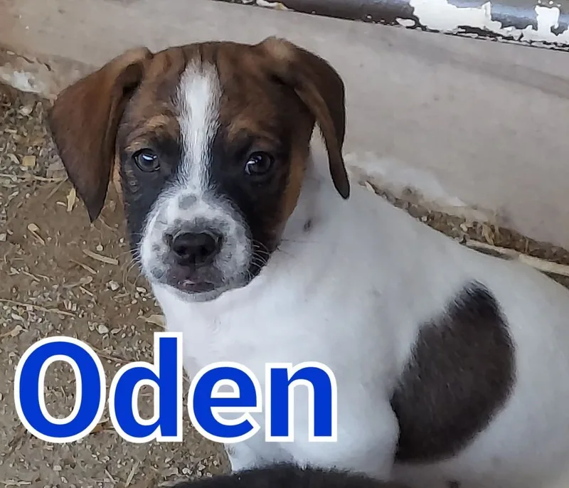 Oden thumbnail 2