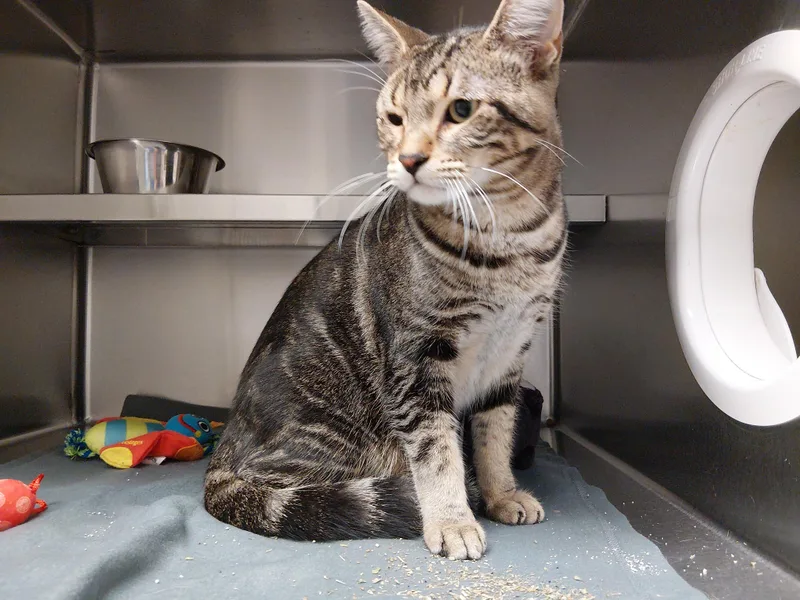 An adult medium-sized male Tabby (Brown / Chocolate) Domestic Short Hair cat named Patchy for adoption in Liberty, MO