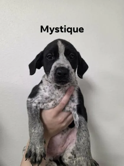 Mystique